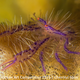 Illustration for article titled These Photos Show the Alien Beauty of Life Underwater